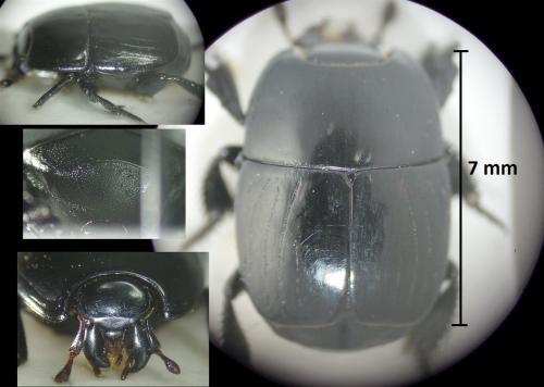 Hister quadrimaculatus